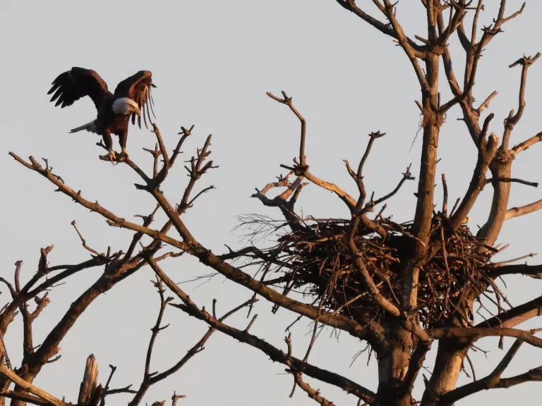 A bald eagle at the Sudbury Reservoir in Southborough, photographed by Steve Forman.