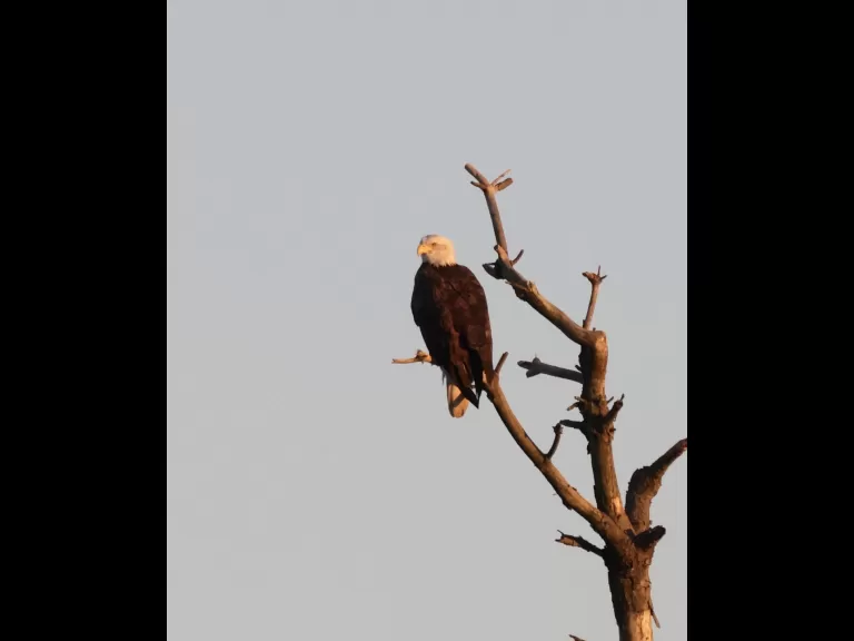 A bald eagle at the Sudbury Reservoir in Southborough, photographed by Steve Forman.