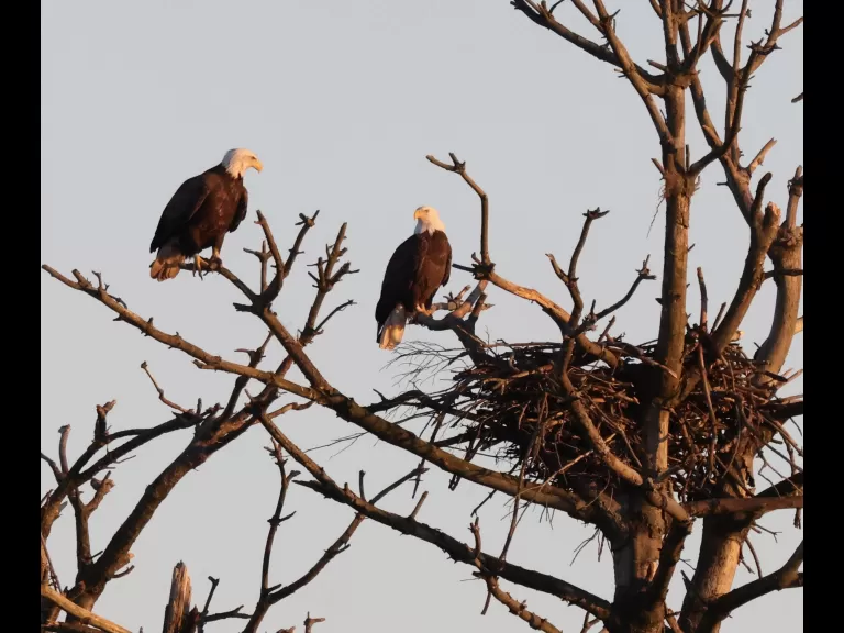 A bald eagle at the Sudbury Reservoir in Southborough, photographed by Steve Forman.