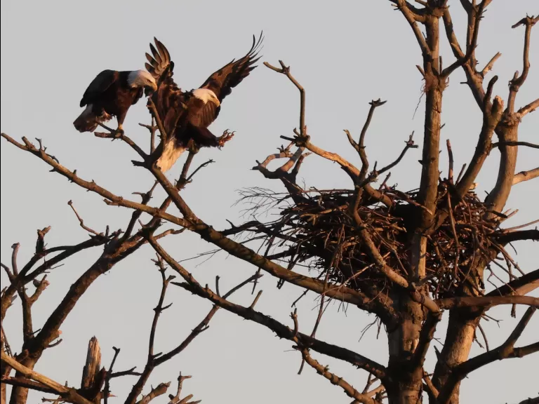 A bald eagle at the Sudbury Reservoir in Southborough, photographed by Steve Forman.