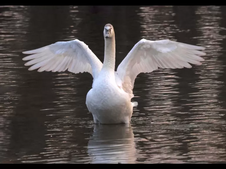 A mute swan at Hager Pond in Marlborough, photographed by Steve Forman.