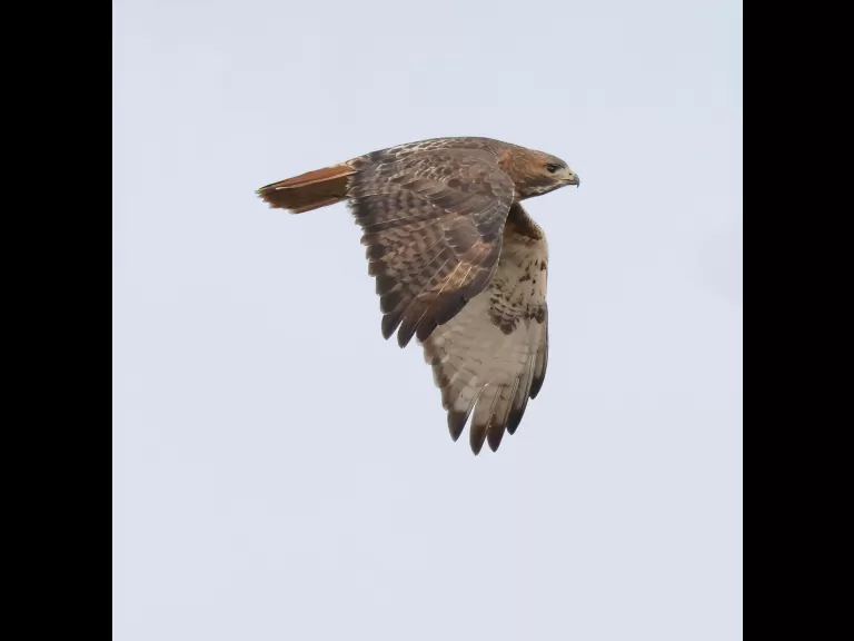 A red-tailed hawk at Breakneck Hill Conservation Land in Southborough, photographed by Steve Forman.
