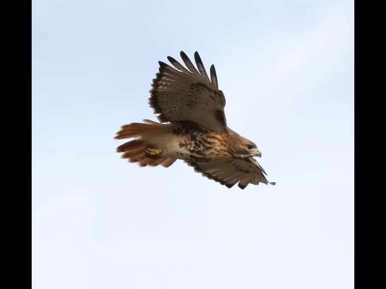 A red-tailed hawk at Breakneck Hill Conservation Land in Southborough, photographed by Steve Forman.