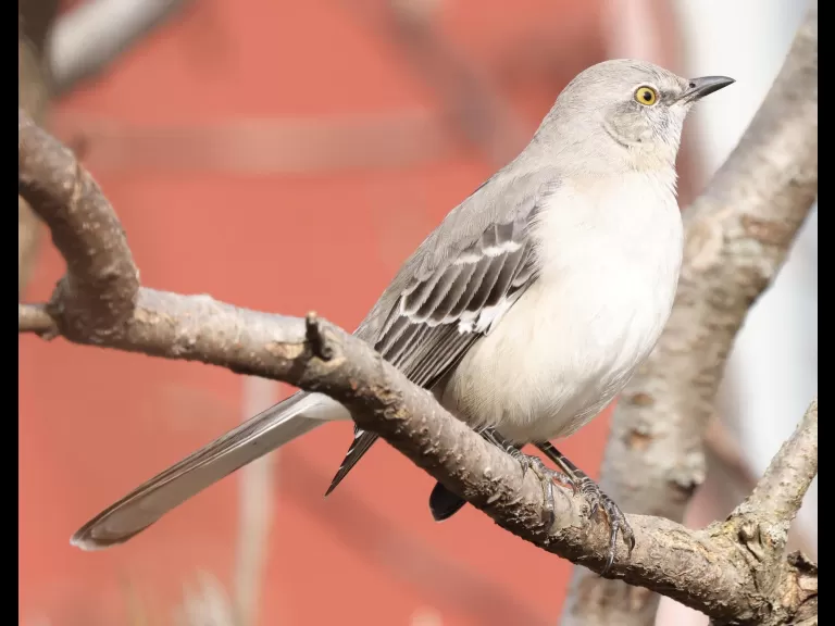 An eastern bluebird at Breakneck Hill Conservation Land in Southborough, photographed by Steve Forman.