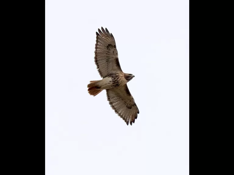 An eastern bluebird at Breakneck Hill Conservation Land in Southborough, photographed by Steve Forman.