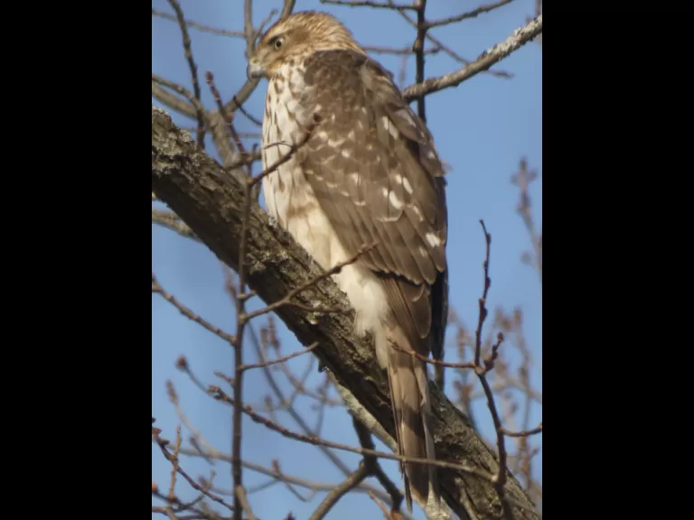 An American goldfinch in Sudbury, photographed by Sharon Tentarelli.