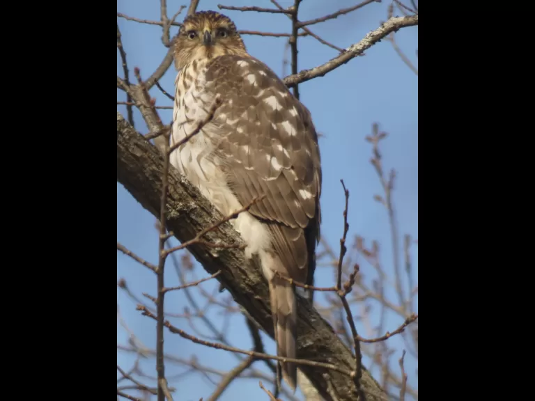 An American goldfinch in Sudbury, photographed by Sharon Tentarelli.