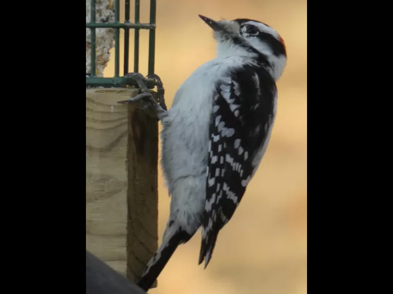 An American goldfinch in Sudbury, photographed by Sharon Tentarelli.