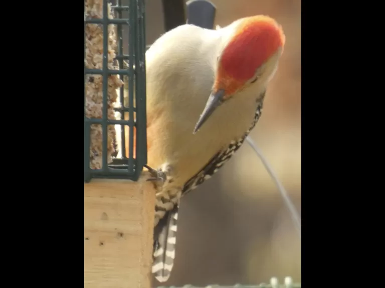 An American goldfinch in Sudbury, photographed by Sharon Tentarelli.