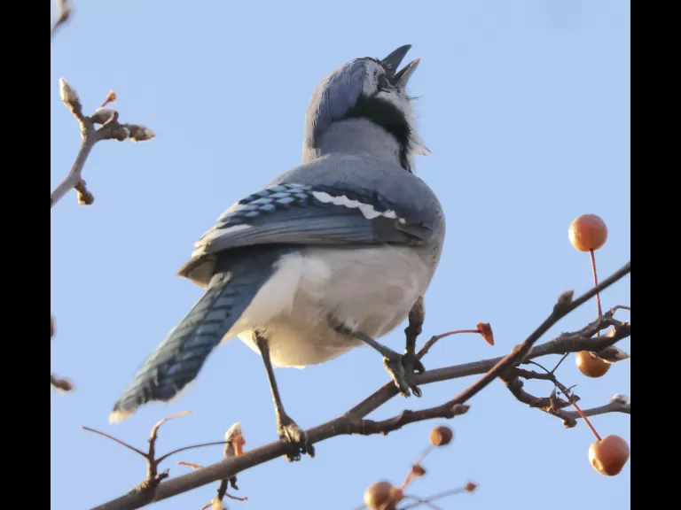An American goldfinch at Breakneck Hill Conservation Land in Southborough, photographed by Steve Forman.