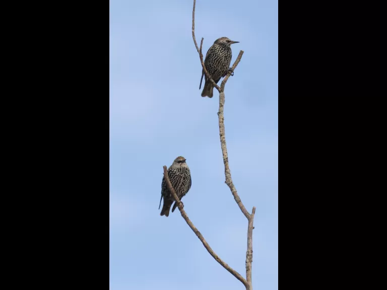 An American goldfinch at Breakneck Hill Conservation Land in Southborough, photographed by Steve Forman.