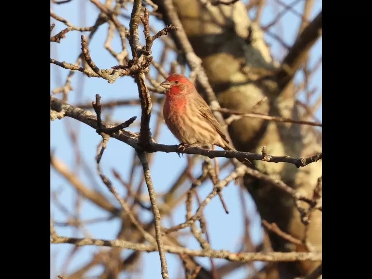 An American goldfinch at Breakneck Hill Conservation Land in Southborough, photographed by Steve Forman.