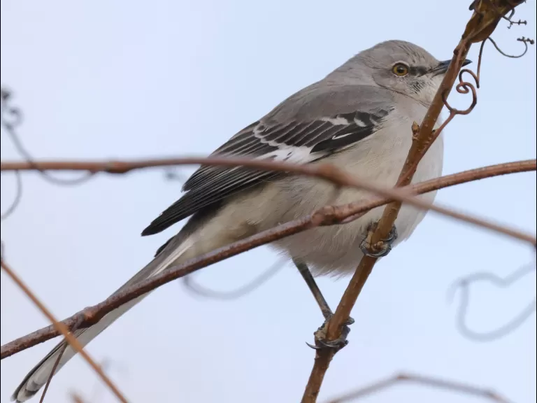 An American goldfinch at Breakneck Hill Conservation Land in Southborough, photographed by Steve Forman.