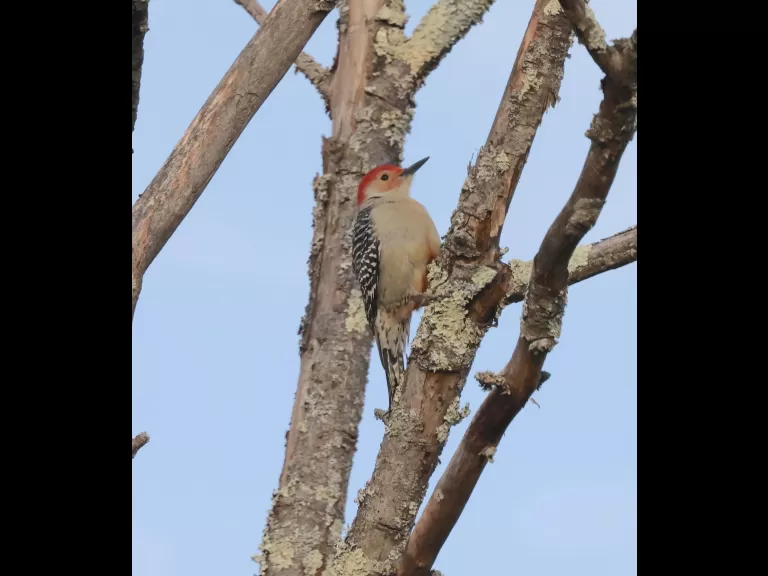 An American goldfinch at Breakneck Hill Conservation Land in Southborough, photographed by Steve Forman.