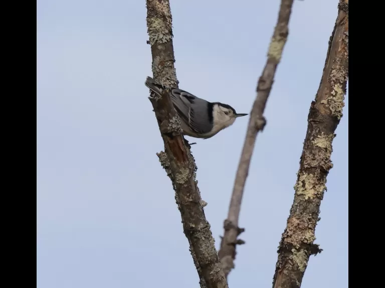 An American goldfinch at Breakneck Hill Conservation Land in Southborough, photographed by Steve Forman.