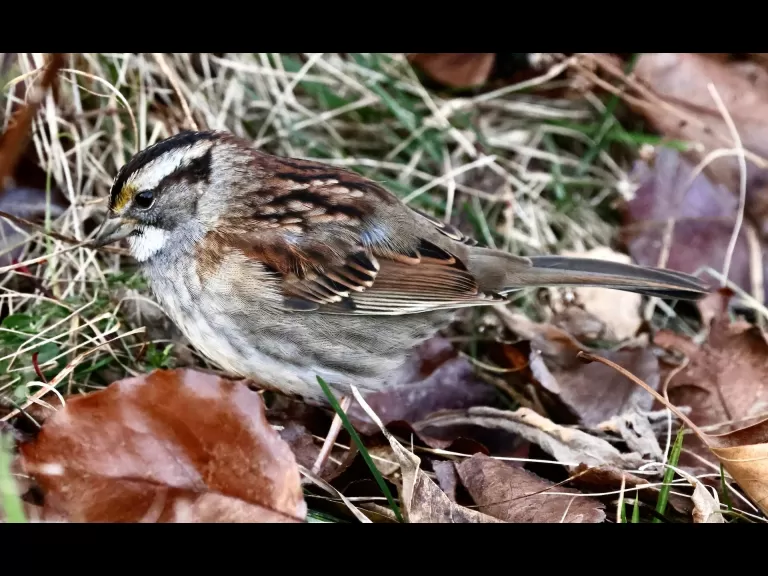 An American goldfinch at Breakneck Hill Conservation Land in Southborough, photographed by Steve Forman.
