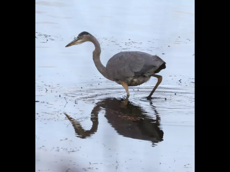 A great blue heron at Foss Reservoir in Framingham, photographed by Steve Forman.