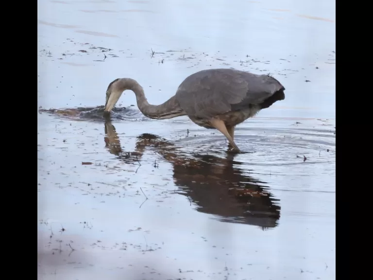 A great blue heron at Foss Reservoir in Framingham, photographed by Steve Forman.