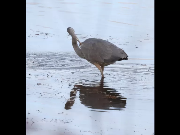 A great blue heron at Foss Reservoir in Framingham, photographed by Steve Forman.