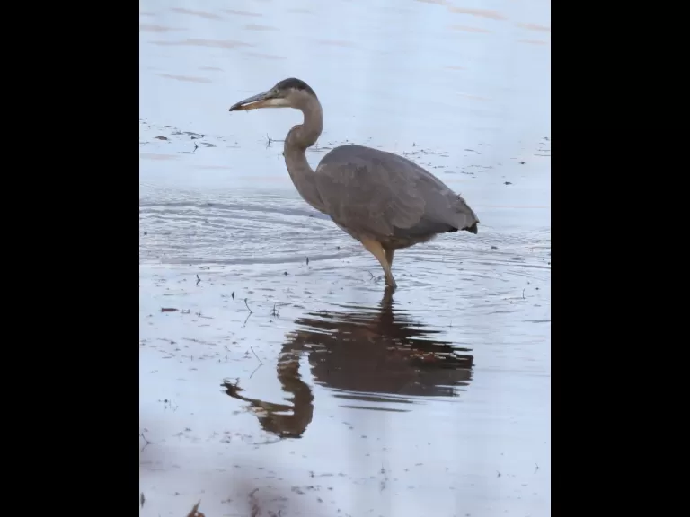 A great blue heron at Foss Reservoir in Framingham, photographed by Steve Forman.