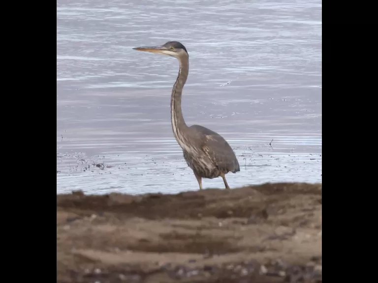 A great blue heron at Foss Reservoir in Framingham, photographed by Steve Forman.