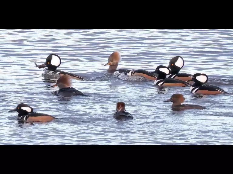 A great blue heron at Foss Reservoir in Framingham, photographed by Steve Forman.