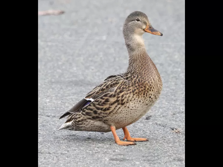 A mallard at Hager Pond in Marlborough, photographed by Steve Forman.