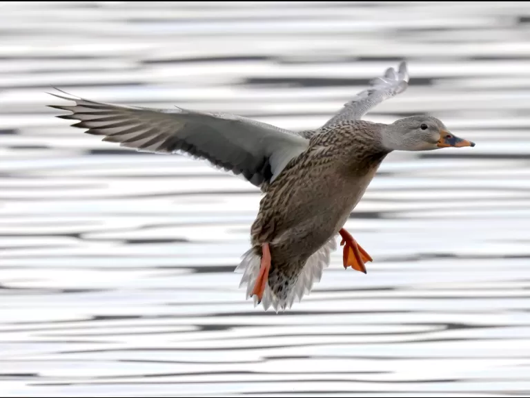 A mallard at Hager Pond in Marlborough, photographed by Steve Forman.