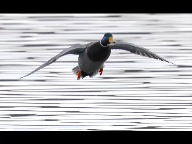 A mallard at Hager Pond in Marlborough, photographed by Steve Forman.