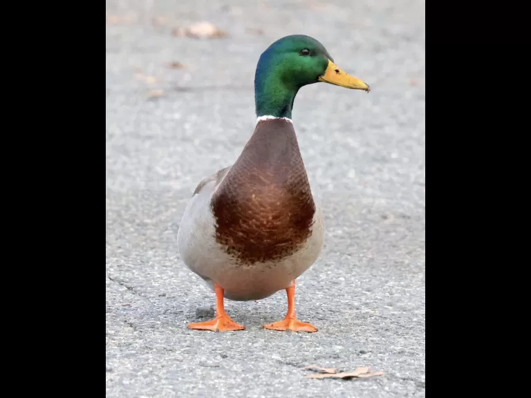 A mallard at Hager Pond in Marlborough, photographed by Steve Forman.