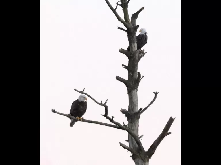 Bald Eagles on the Sudbury Reservoir in Southborough, photographed by Steve Forman.