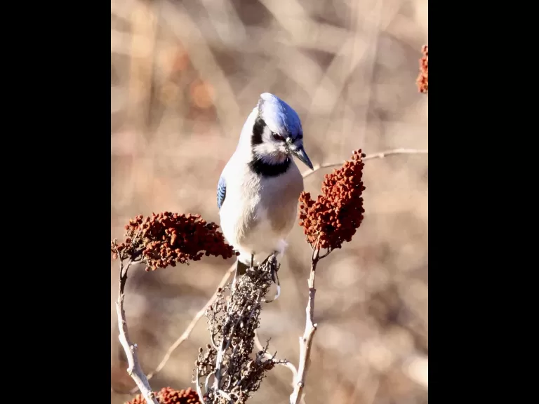 A blue jay at Breakneck Hill Conservation Land in Southborough, photographed by Steve Forman.