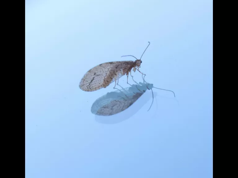 A brown lacewing at Breakneck Hill Conservation Land in Southborough, photographed by Steve Forman.