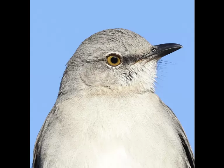 A brown lacewing at Breakneck Hill Conservation Land in Southborough, photographed by Steve Forman.