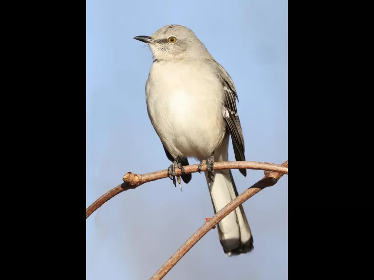 A brown lacewing at Breakneck Hill Conservation Land in Southborough, photographed by Steve Forman.