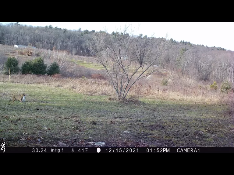 A bobcat with prey in Harvard, photographed with an automatically triggered wildlife camera by Steve Cumming.