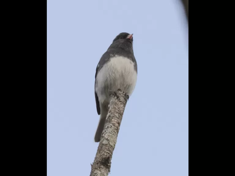 A dark-eyed junco at Breakneck Hill Conservation Land in Southborough, photographed by Steve Forman.