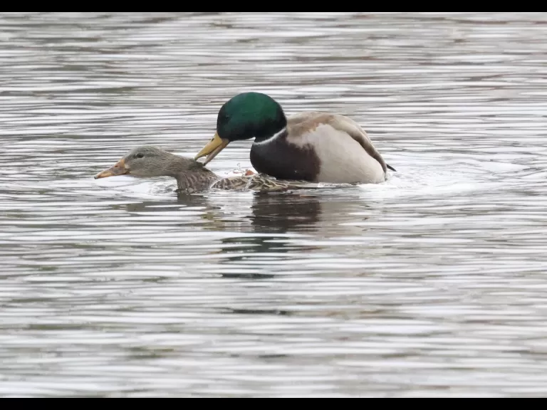 A mallard at Hager Pond in Marlborough, photographed by Steve Forman.
