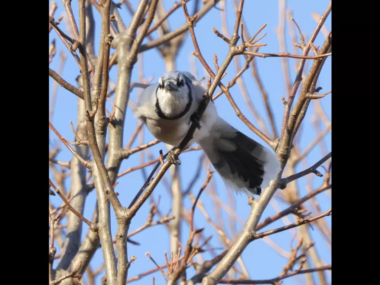 A dark-eyed junco at Breakneck Hill Conservation Land in Southborough, photographed by Steve Forman.
