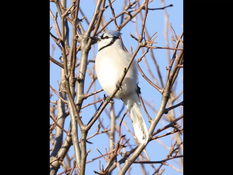 A dark-eyed junco at Breakneck Hill Conservation Land in Southborough, photographed by Steve Forman.