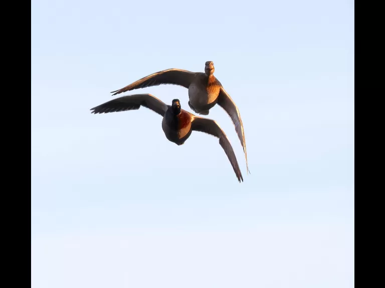 A mallard at Hager Pond in Marlborough, photographed by Steve Forman.