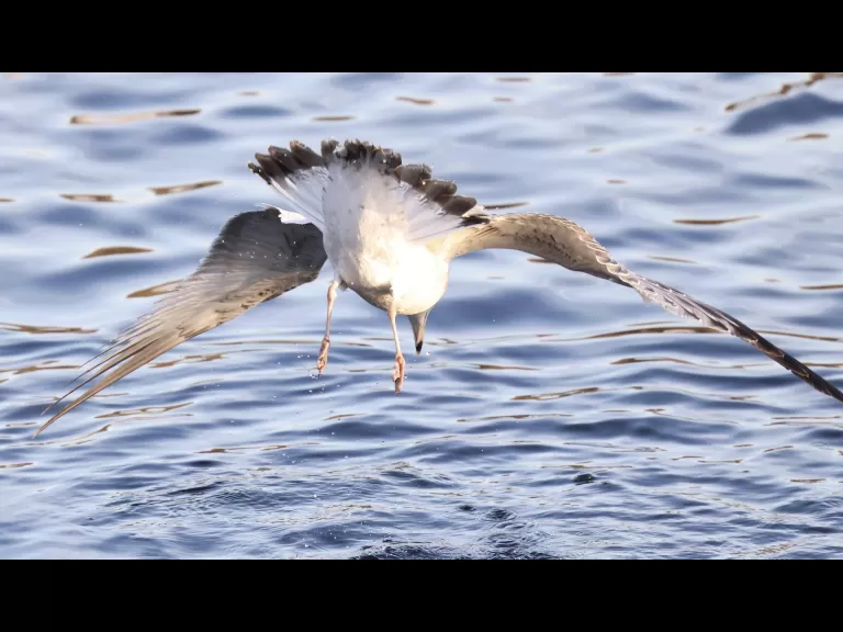A mallard at Hager Pond in Marlborough, photographed by Steve Forman.