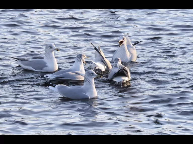 A mallard at Hager Pond in Marlborough, photographed by Steve Forman.