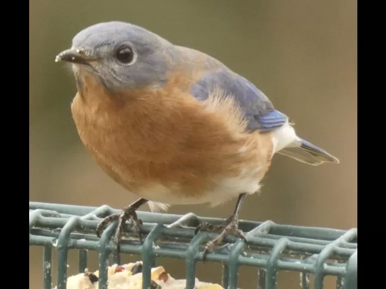 An eastern bluebird in Sudbury, photographed by Sharon Tentarelli.