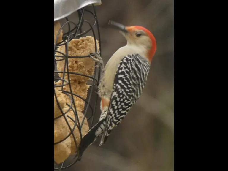 An eastern bluebird in Sudbury, photographed by Sharon Tentarelli.