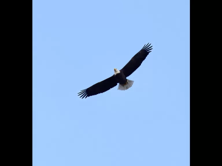 A dark-eyed junco at Breakneck Hill Conservation Land in Southborough, photographed by Steve Forman.