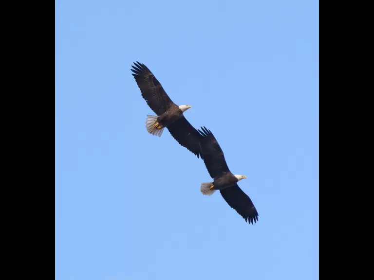 A dark-eyed junco at Breakneck Hill Conservation Land in Southborough, photographed by Steve Forman.