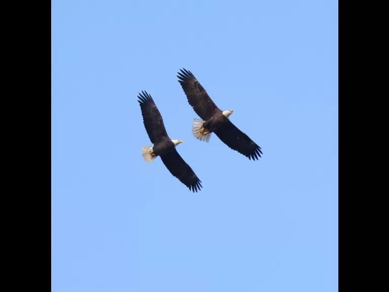 A dark-eyed junco at Breakneck Hill Conservation Land in Southborough, photographed by Steve Forman.