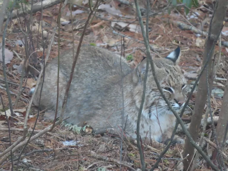 A bobcat in Sudbury, photographed by Dave Hoaglin.