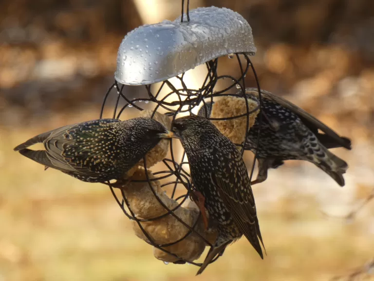 An eastern bluebird in Sudbury, photographed by Sharon Tentarelli.